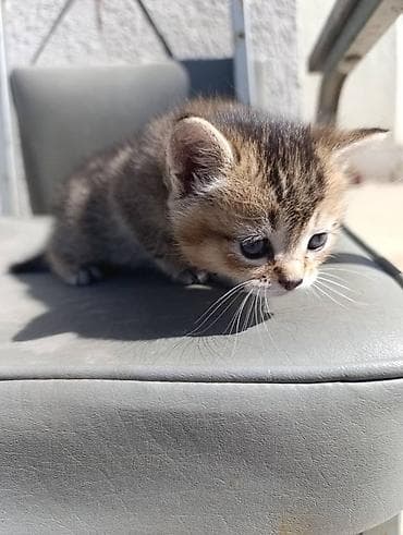 с теленком: 🐾 Шотландские прямоухие (Скотиш Стрейт) котята — нежные комочки — 5