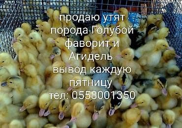 жаны уйлор: Сатам | Тооктор | Леггорн | Жумуртка туудуруу үчүн — 6