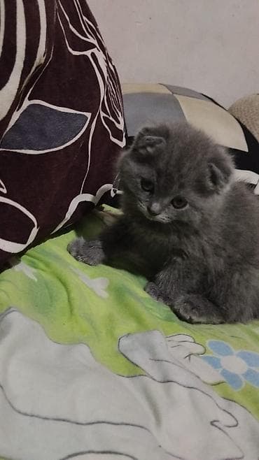 американская вислоухая кошка: Скотиш Фолд (Шотландская вислоухая), 2 месяца, Мальчик, Серый, Приучена к лотку — 2