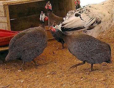 продаю хомяка: Цесарки 12 голов — 2