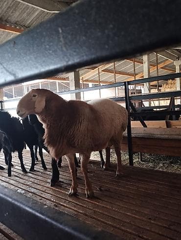 бараны токмак: Продаю | Овца (самка) | Для разведения | Матка — 4