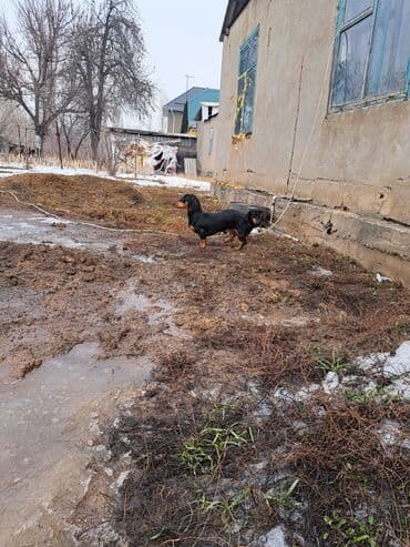 собаку: Такса, 1 месяц, Самка, С родословной — 7