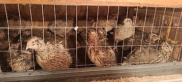 280 сом в месяц ошка: Бодоно сатылат 40 штук 3 айлык бодонолол 200 сомдон 1 бодоно — 4