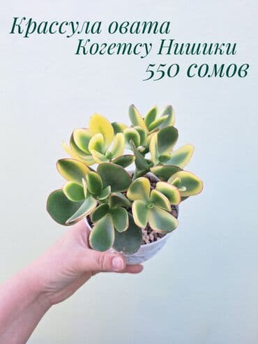 газон готовый: ● Комнатные растения (укоренённые черенки, молодые растения, взрослые — 27