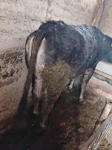 Продаю | Корова (самка) | На откорм, На забой | Привязанные