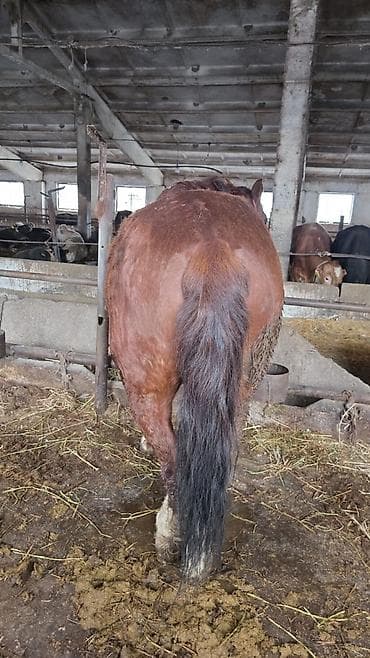 лабрадор цена: Продаю | Жеребец | На забой, Для разведения, Рабочий | Осеменитель — 5