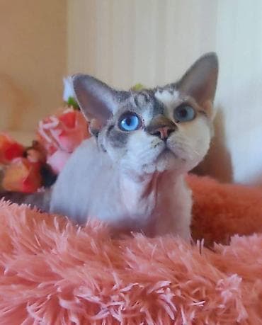 сколько стоит сфинкс цена: Продаётся мальчик,по имени Оскар под кастрацию.Вывожу из — 1