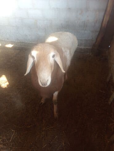 ножницы для стрижки баранов: Продаю | Баран (самец) | Эдильбаевская, Арашан | Для разведения — 1