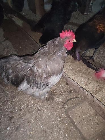цесарка купить: Продаю карликовых декоративных курочек и петушков возраст 8 месяцев,3 — 3