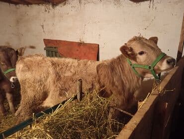 мал сату: Сатам | Бука (эркек), Музоо | Швиц | Бордоп семиртүү үчүн, Көбөйтүү үчүн | Байланган — 2