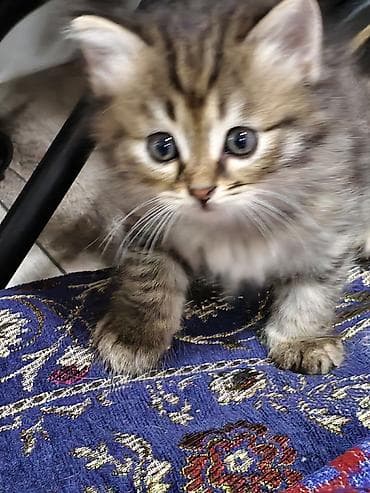 Мышыктар: Отдаю котят в добрые руки Котята домашние, от одной кошки-первокотки — 5