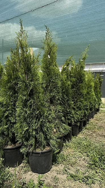 теплицы петуньи: Размеры:170/180 см 6700 сом :150/160 см 10200сом — 8