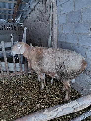 кой сатылат кара балта: Сатам | Ургаачы кой (ургаачы) | Көбөйтүү үчүн | Токту — 8