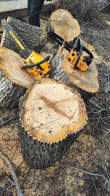 леса турецкие: Спил Дерево Профессиональные работы по деревьям - Высотная обрезка и — 3