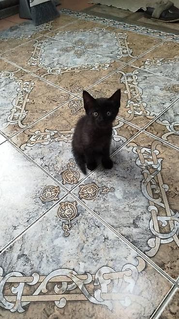 котята маленькие: Чёрные котята домашних пород - Окрас: полностью чёрный, короткая — 1
