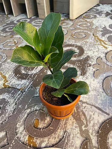 фикус для офиса: Фикус лировидный (Ficus lyrata) — компактный саженец в пластиковом — 1