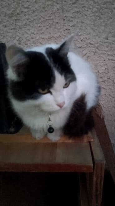 показы 1 354 72 договорная кошка даром британская короткошёрстная 1 год мальчик метис 2 позвонить написать: Кошка даром: Лесная, 5 месяцев, Девочка, Приучена к лотку, Проглистована — 3