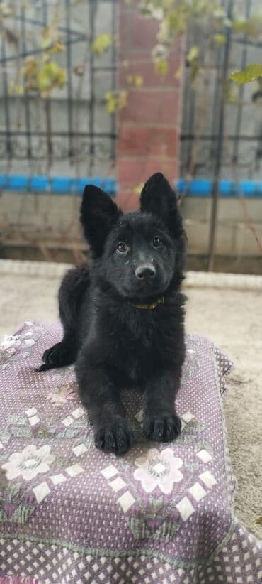 где можно купить йоркширского терьера: Продаются чистопородные щенки немецкой овчарки! Дата — 10