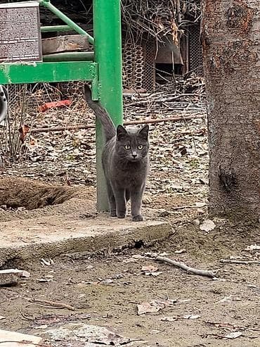 Кошки: Скотиш Страйт (Шотландская прямоухая), 11 месяцев, Мальчик, Серый — 4