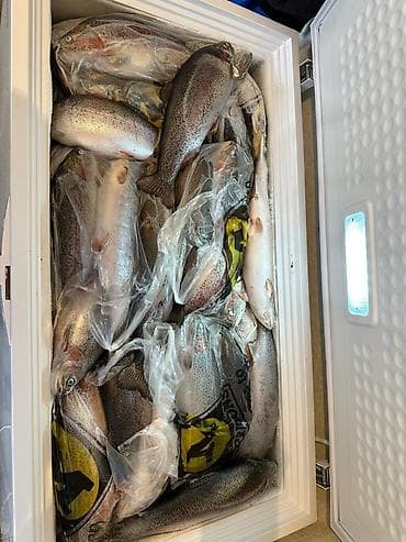 бука нарын: Форель свежезамороженная, речная. Мясо красное, кормилась европейскими — 3