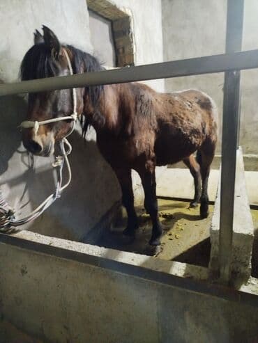 продажа собак чихуахуа: Продаю | Кобыла (самка) | На забой, Для разведения, Рабочий — 1