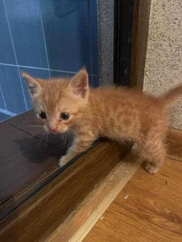 дом животных: Котята в добрые руки, мама британка папа простой кот 1,5 месяца — 4