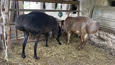 бараны овцы: Продаю | Баран (самец) — 3