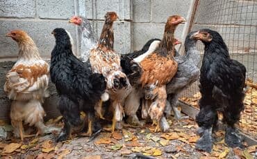 куры доминанты: Продаю | Куры | Брама | Для разведения — 5