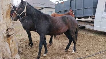 Грызуны: Продаю | Жеребенок | Полукровка | Конный спорт — 5