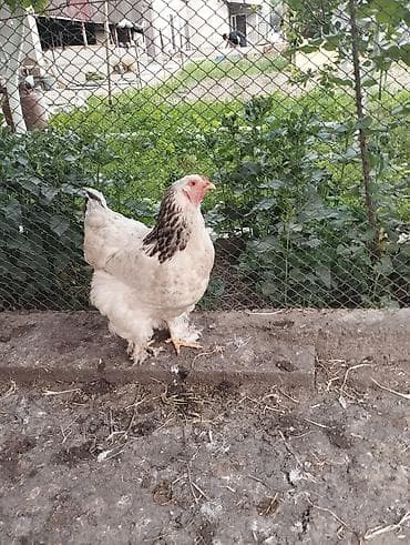 кой кыркам: Продаю | Куры | Полубрама, Домашняя | Несушки — 6