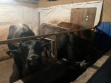 сх животные и товары: Продаю | Бык (самец) | На забой, На откорм — 1