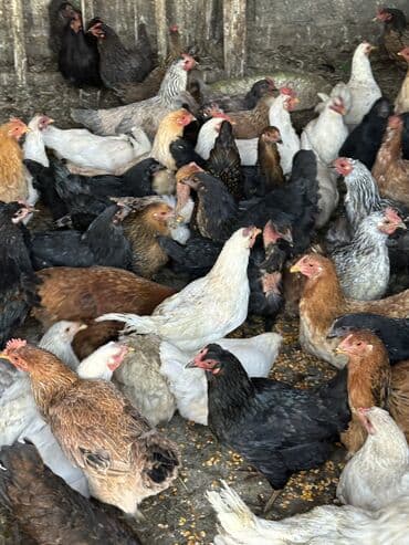 хомяк ош: Молодые куры домашние — 10