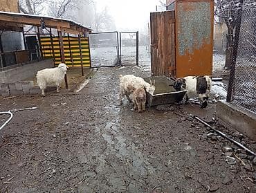 козу: Продаю | Коза (самка), Козлёнок | Зааненская | На забой, Для разведения, Для молока — 2