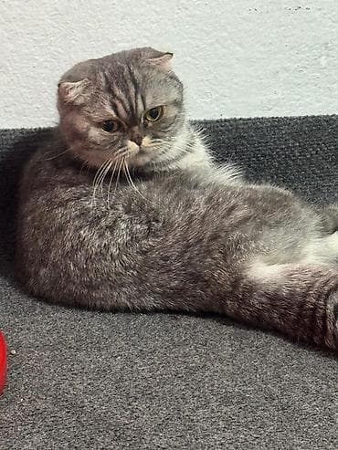 кошки шотландский: Порода: шотландская вислоухая (Scottish Fold) Окрас: серебристый табби — 1