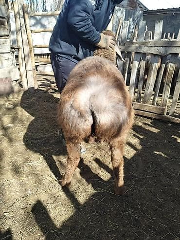 бамбуковая мышь: Продаю | Овца (самка) | Арашан | Для разведения | Ярка — 4