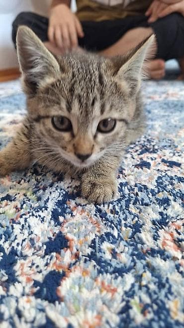 как купить кошку: Котенок полтора месяца, прирученый — 2