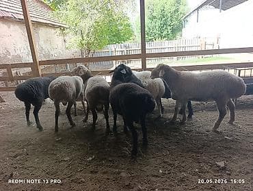 тайган собака цена бишкек: Сатам | Козу | Көбөйтүү үчүн | Токту — 1