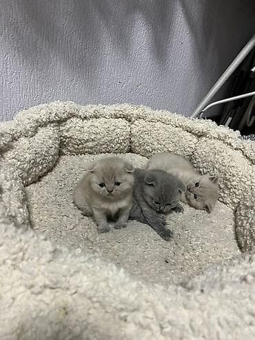 собаки щпиц: Британские короткошёрстные котята - Порода: британская — 2