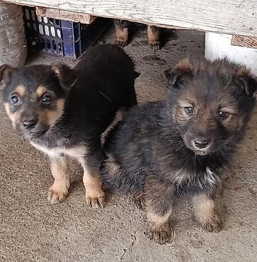 где взять щенка бесплатно: Отдам щенят в добрые и заботливые руки бесплатно. Малышам уже 2 — 2