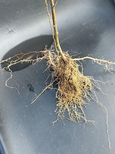 саженцы из европы: Саженцы Липы с открытой корневой системой. !!!!! ВНИМАНИЕ!!!! ТОЛЬКО — 1