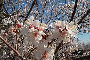 nokia 1202: Компактная цифровая фотокамера Samsung с комплектом аксессуаров — 7