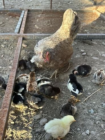 зоомагазин бишкек орто сай: Сатам | Балапандар | Үй | Көбөйтүү үчүн — 5