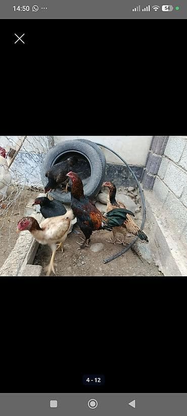 Продаю | Куры | Домашняя | Для разведения