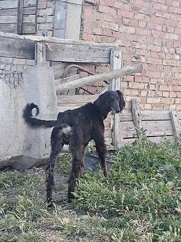 собака породистые: Щенки Полковника+Тайган Описание: - Активные щенки с чёрным корпусом — 8