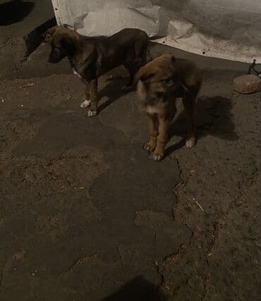 французский бульдог купить бишкек: Овчарка, 2 месяца, Самка — 17