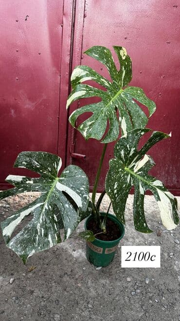 Комнатные цветы