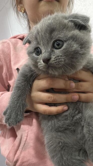 дойный коров: Продаются малыши- британской породы !вислоухие и страйты ! мама с — 2