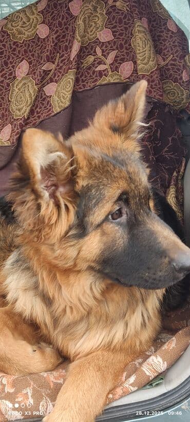 грызуны домашние: Продается 6 мес подрощенный щенок немецкой овчарки с полным пакетом — 2