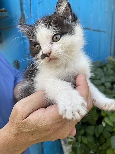 scottish fold: Котята, домашние. 1.5, 2 месяца Окрас и особенности: Сиамский — 6