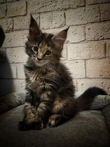 мейкун котята: 🐾 Продаются очаровательные котята породы мейн-кун 🐾 Предлагаем в — 4
